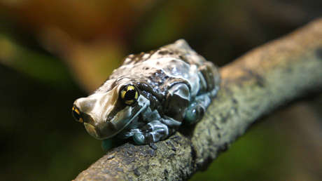 Descubren en el Amazonas una 'rana zombi' que emerge de la tierra solo cuando llueve (FOTO)