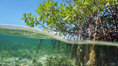 Advierten que las zonas muertas de los océanos están liberando peligrosas cantidades de gases de efecto invernadero