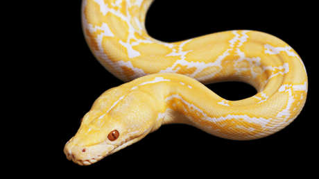 FOTO: Una pitón muerde a un hombre sentado en el inodoro de su casa en Austria