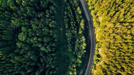 Descubren que plantar árboles 'atrae' más lluvias en verano: ¿el mejor remedio contra el cambio climático?