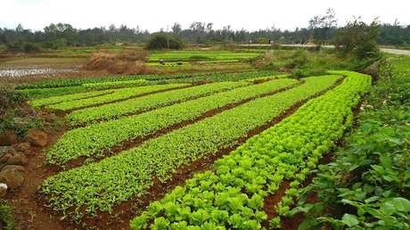 Los agricultores chinos descubren TikTok como 'herramienta' de labranza: cosechan ventas millonarias en minutos