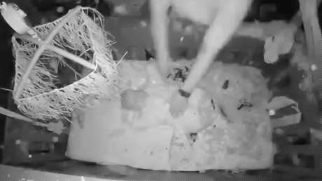 VIDEO: Un roble se desploma sobre el tejado de una casa familiar y llueven escombros sobre la cuna del bebé