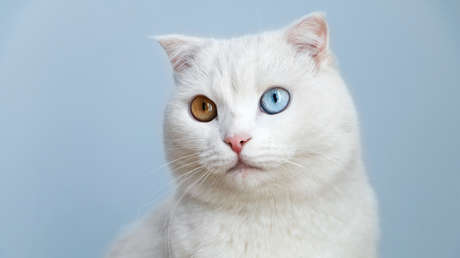 Dos estudios concluyen que es común que perros y gatos sean contagiados de covid-19 por sus dueños