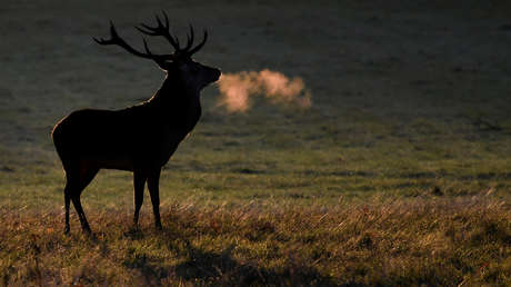 Graban en España un insólito ciervo albino con cuernos rosáceos (VIDEO)