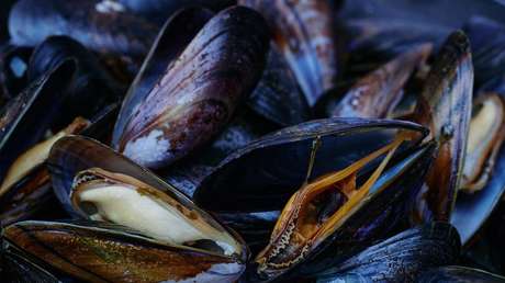 Calculan que la ola de calor extremo en Canadá pudo causar la muerte de mil millones de animales marítimos