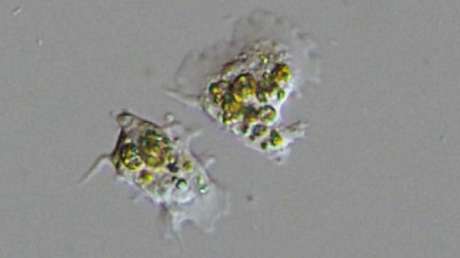 Observan por primera vez cómo las células de coral "engullen" a las algas unicelulares que las mantienen con vida