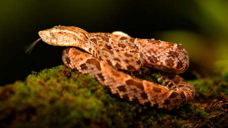 Un compuesto elaborado a partir del veneno de una víbora sudamericana detiene fuertes hemorragias en segundos