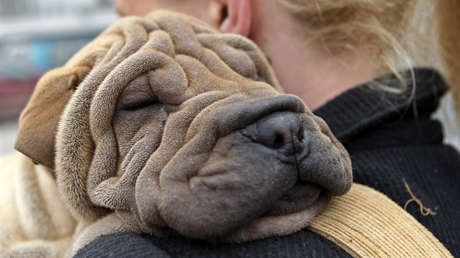 Encuentra a la ladrona de su perra y en lugar de llamar a la Policía o castigarla la ayuda de forma inesperada