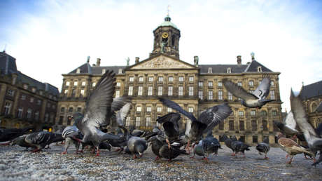 Un joven alimenta a una paloma en un parque británico y lo multan con 200 dólares por "arrojar desechos"