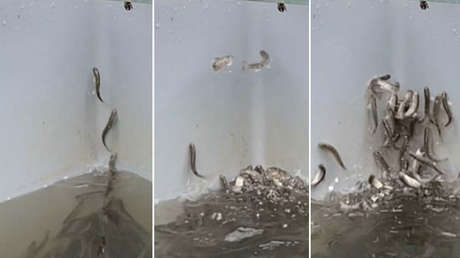 Salmones jóvenes 'se vuelven locos' en un criadero de peces de Alemania tras supuestamente intoxicarse con cocaína