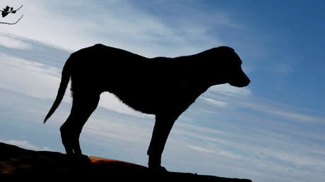 Una patrulla de Policía persigue y atropella brutalmente a un perro sin ningún motivo