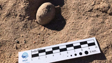 En Argentina hallan nidos de huevos de aves que vivieron hace unos 85 millones de años