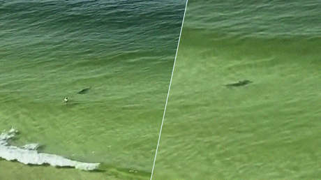 VIDEO: Un tiburón martillo avanza como un torpedo directo hacia un bañista y justo frente a él cambia de rumbo