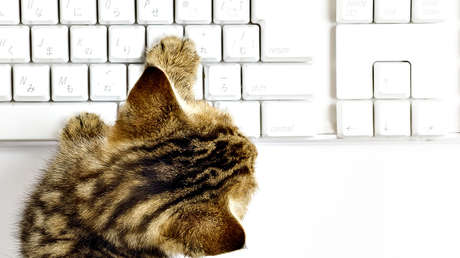 Un gato escribe un 'artículo' para una web especializada en videojuegos