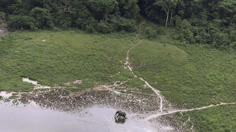 Este país cobra varios millones de dólares de Noruega por proteger sus propios bosques