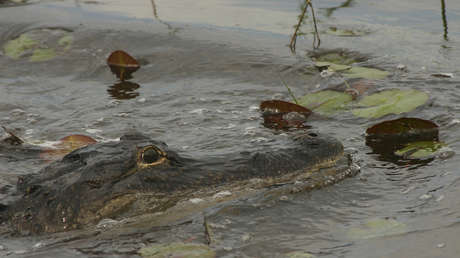 VIDEO: Un hombre usa la boca de un caimán para abrir una lata de cerveza