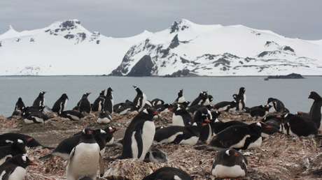 Hallan microplásticos en la dieta de los pingüinos de la Antártida