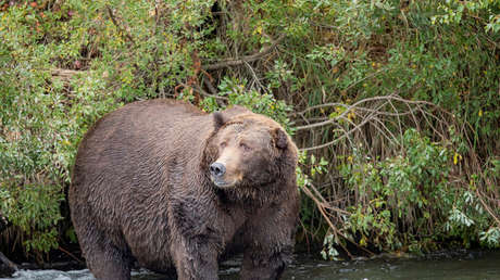 Rescatan a un hombre en Alaska que suplicaba ayuda tras sufrir repetidos ataques de un oso durante una semana