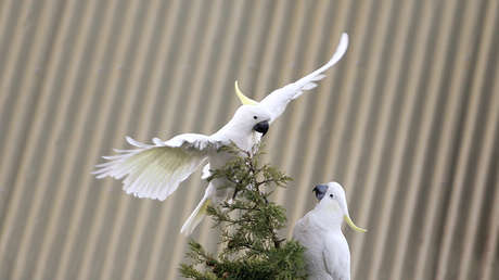 Un estudio revela que las cacatúas de Australia aprenden unas de otras la habilidad de levantar las tapas de los contenedores de basura (VIDEO)