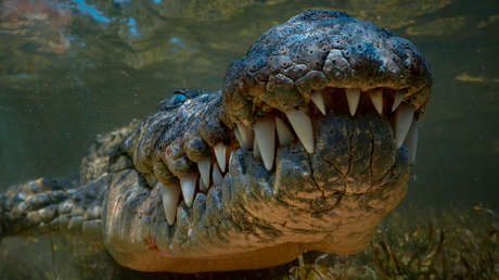 Una adolescente es atacada por un cocodrilo de más de 3,5 metros en un concurrido destino turístico en el Pacífico mexicano