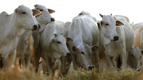 "Es una vergüenza para el sector": El Gobierno de Brasil publica la foto de un hombre armado en el Día del Agricultor y las redes estallan en críticas