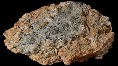 Descubren en el Reino Unido un vasto cementerio de criaturas marinas de aspecto "extraterrestre", descrito como la 'Pompeya jurásica' (FOTOS)