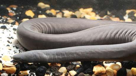 Descubren por primera vez en EE.UU. un extraño anfibio con forma de fideo y originario de Colombia y Venezuela