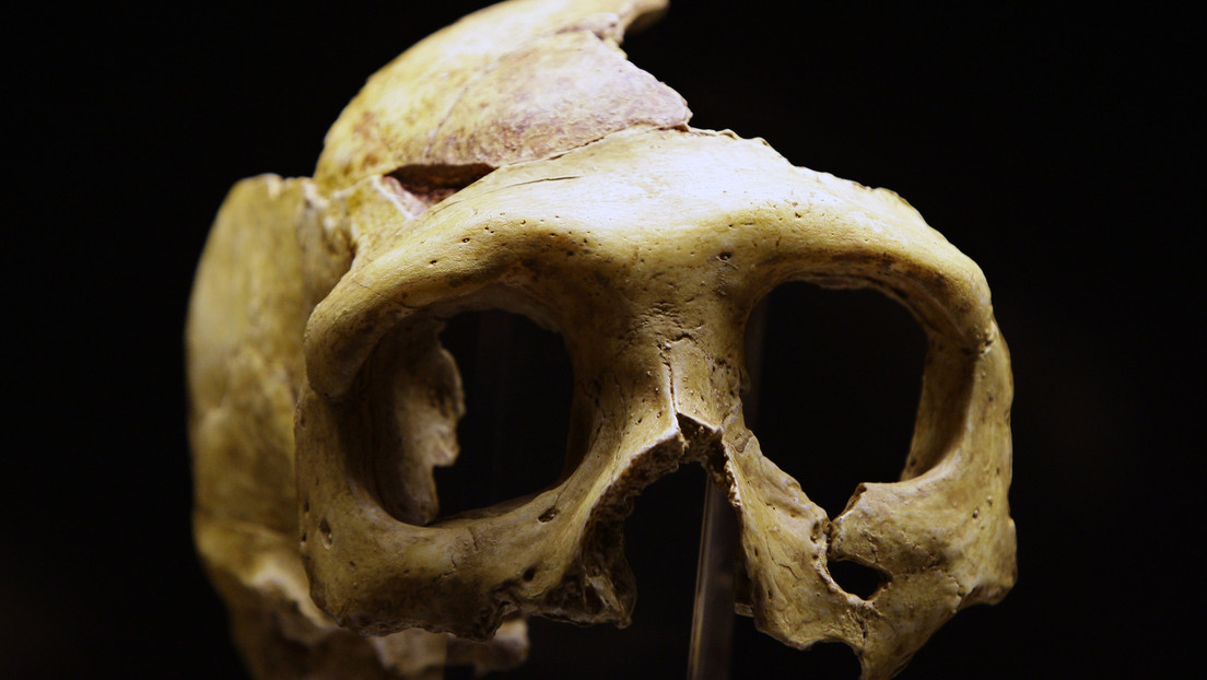 Científicos descubren que los neandertales tenían varios tipos de sangre al igual que los humanos modernos