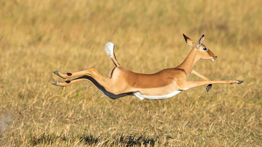VIDEO: Antílope sobrevive tras esquivar el ataque de una manada de perros hiena y de un hipopótamo atravesando una charca llena de cocodrilos