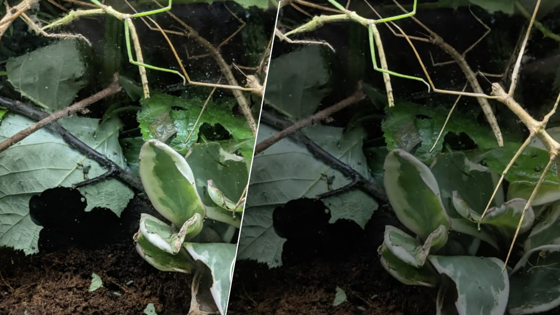 Un zoo lanza el desafío de localizar 9 insectos 'camuflados' en 20 segundos