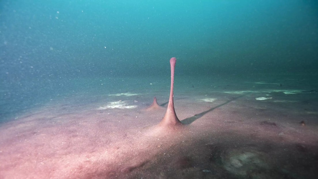 Relacionan el aumento de oxígeno con la ralentización de la rotación de la Tierra y la mayor duración de los días