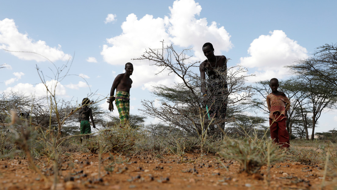 Oxfam: La reforestación del planeta para mitigar el cambio climático amenaza con agravar la hambruna