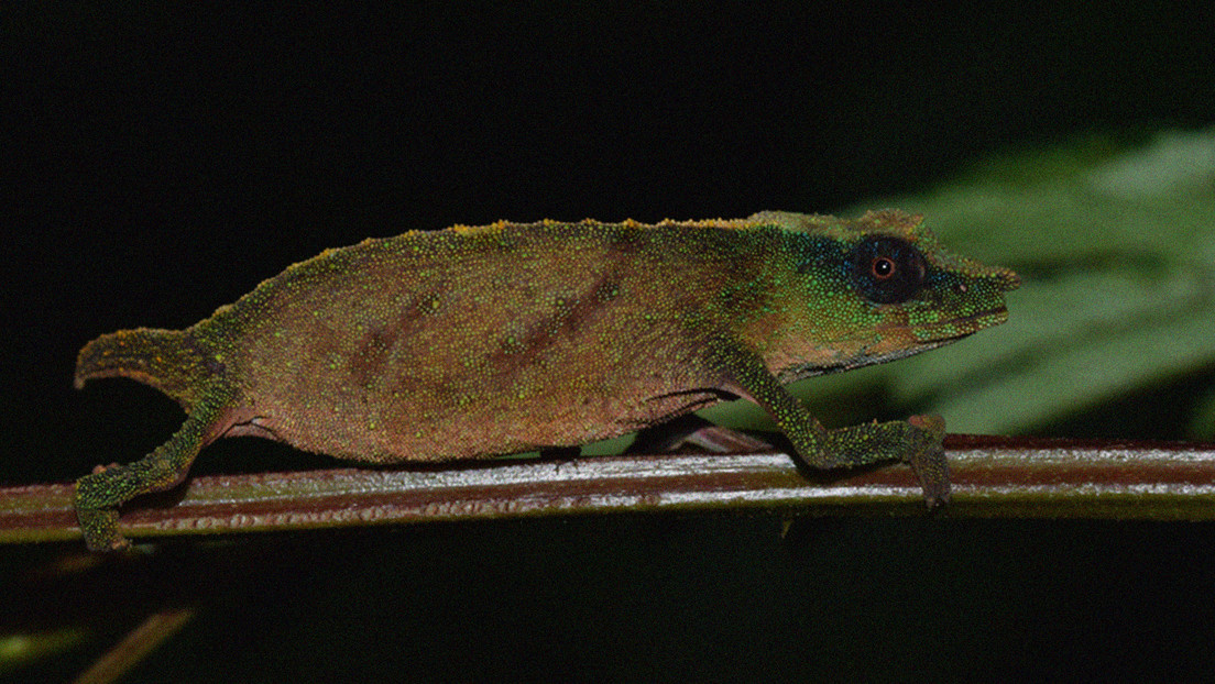 Reencuentran en África un raro camaleón pigmeo dado por extinto hace años