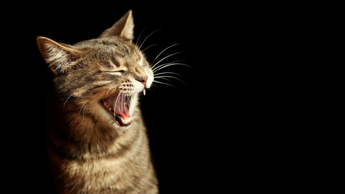 VIDEO: Un gato 'salta al ruedo' durante un partido de béisbol en Nueva York