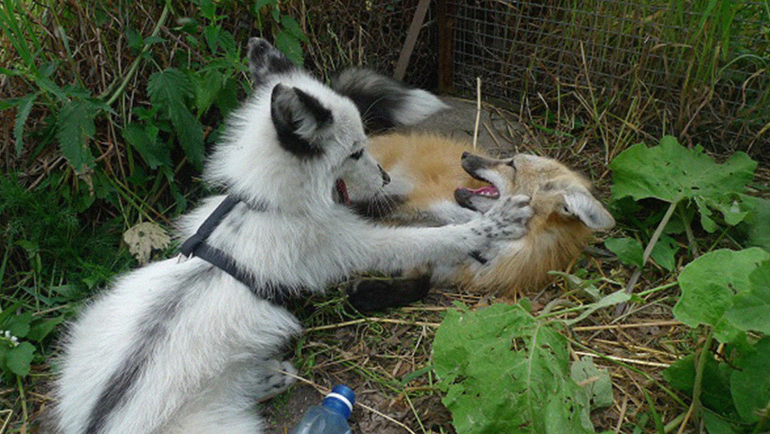 ¿Es posible tener un zorro de mascota? Científicos tienen la respuesta (y algunos ejemplares 'domesticados')