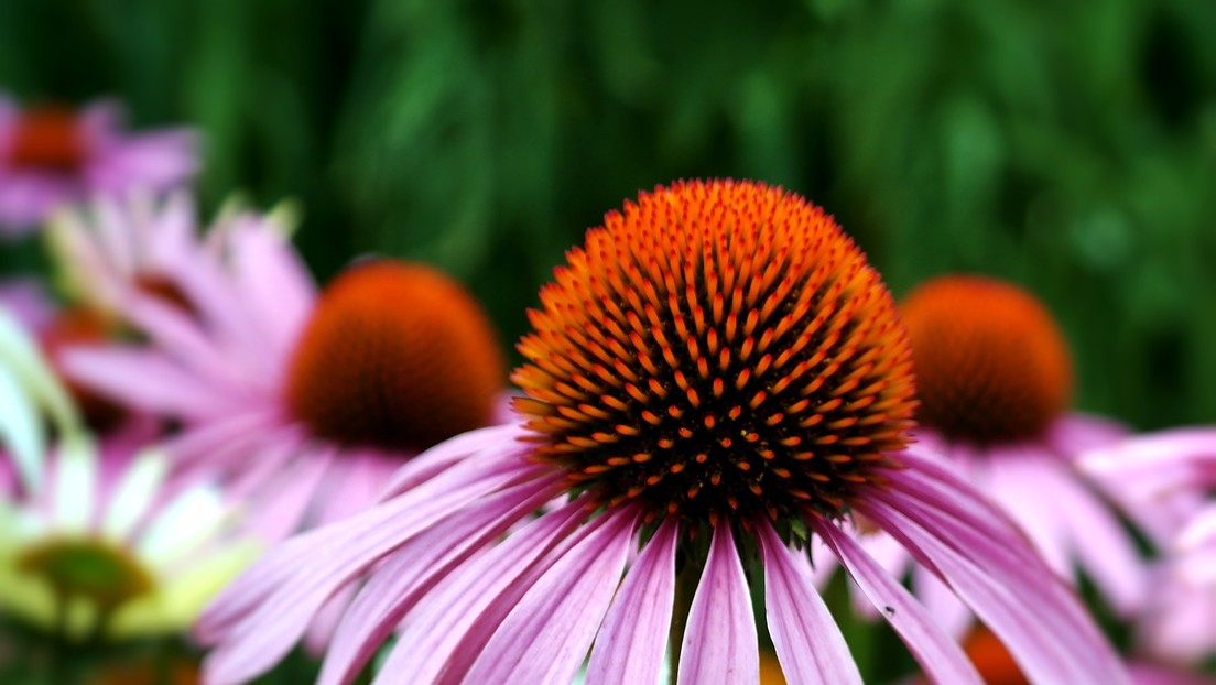 Cómo una planta utilizada por los indígenas americanos para tratar inflamaciones podría ayudar a combatir el coronavirus