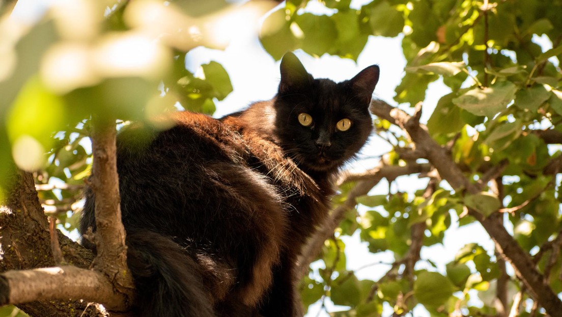 VIDEO: Un 'gato feroz' sale en defensa de sus amos y planta cara a un oso pardo en un bosque ruso