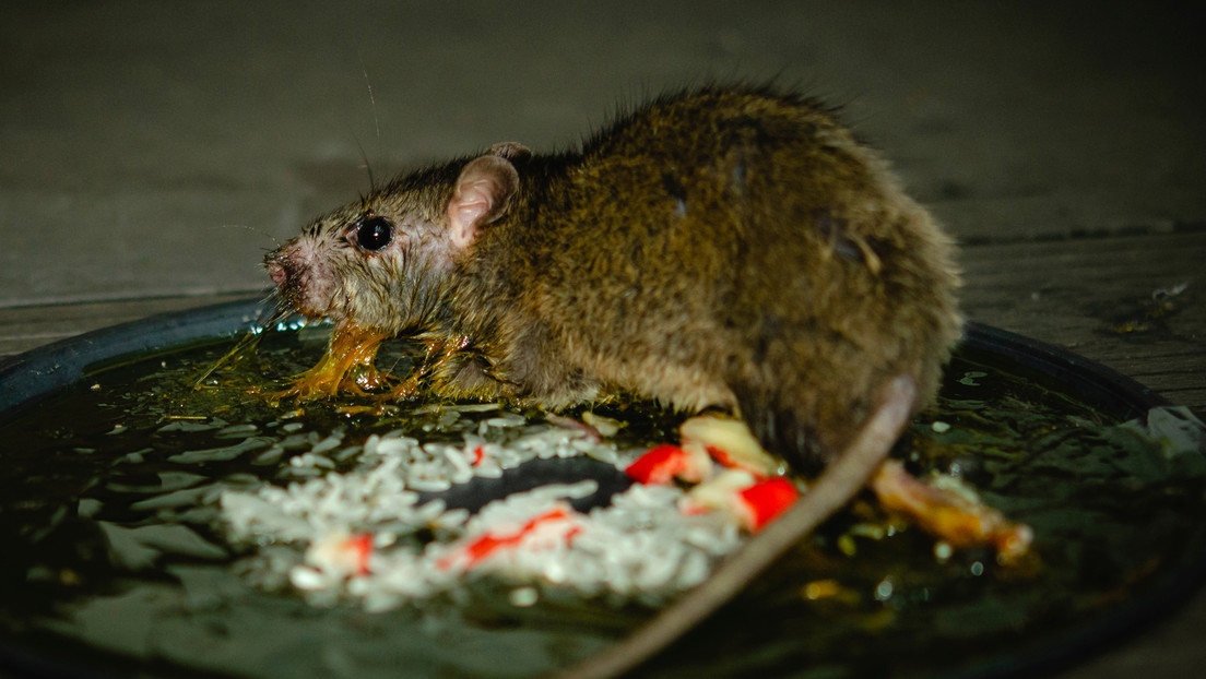 Se enferma y confunde sus síntomas con el covid-19 (pero era una rara infección que contrajo al tocar a una rata muerta)