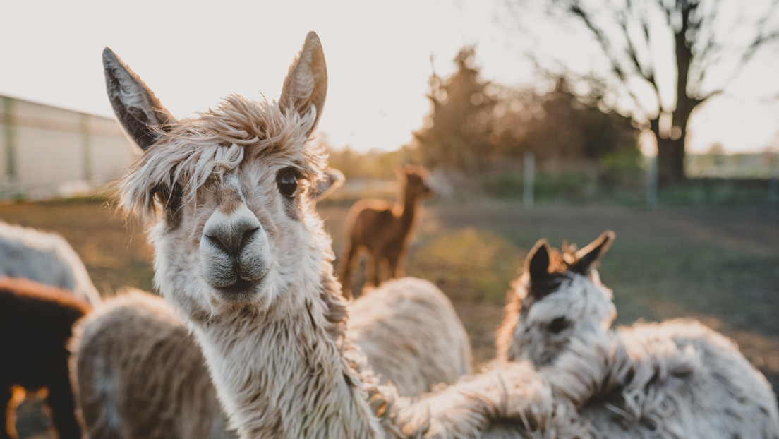 VIDEO: Una gata sorprende a cuatro alpacas curiosas que tratan de entender (sin éxito) la naturaleza de la visita