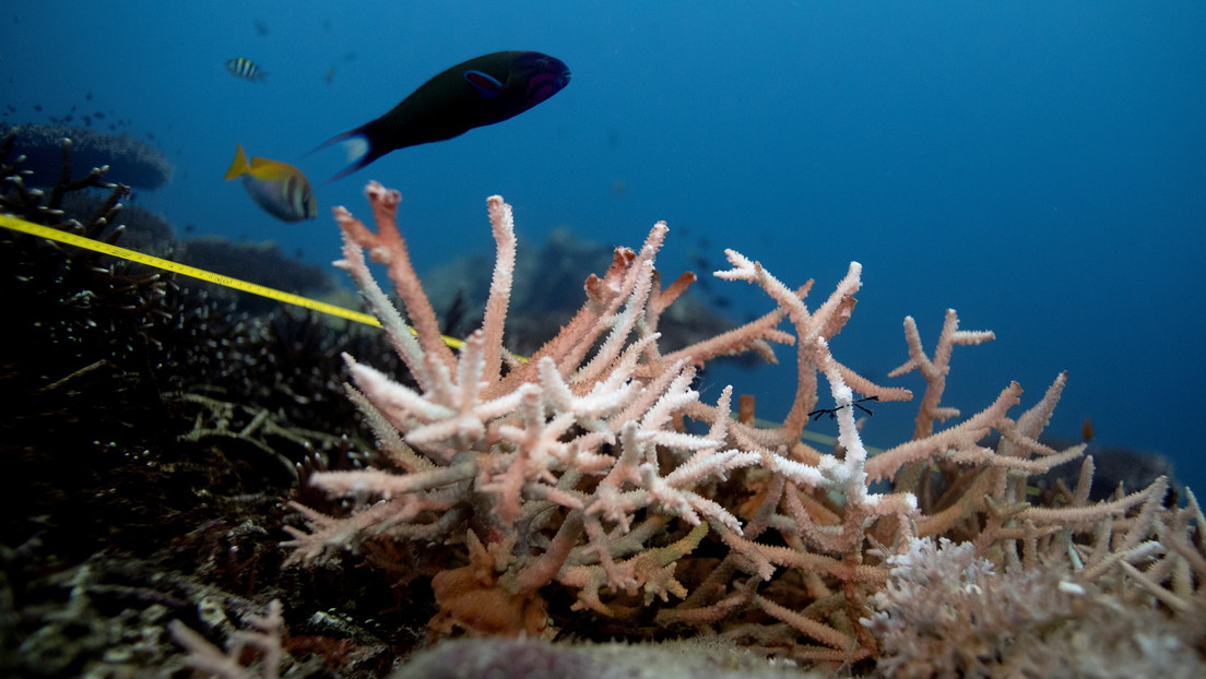 Tailandia prohíbe el uso de protectores solares con químicos que dañen a los arrecifes de coral