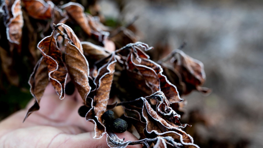 Coffee coin: Las heladas en Brasil causan el crecimiento de la nueva criptomoneda en su primer mes en el mercado