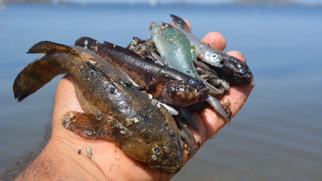 Falta de oxígeno, contaminación y ola de calor: las claves del desastre medioambiental que ha provocado la muerte masiva de fauna marina en España