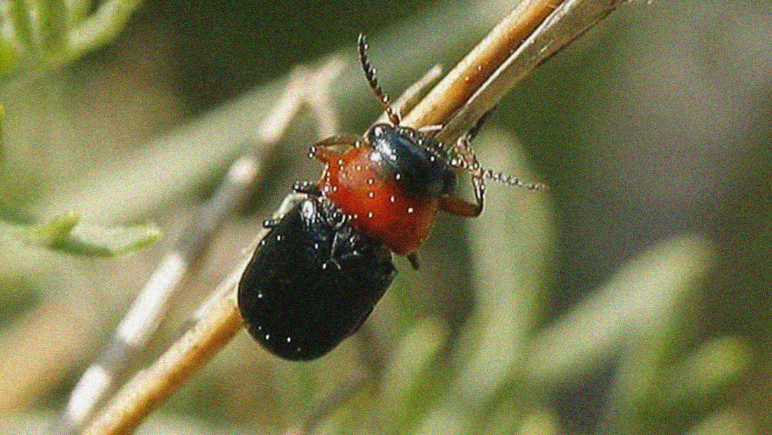 Encuentran en Madrid un raro escarabajo del que no se tenían registros (FOTO)
