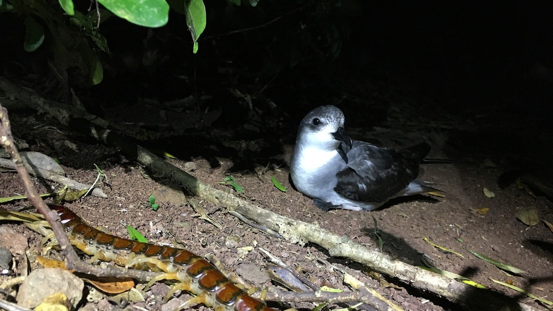 Descubren que un ciempiés venenoso gigante es el mayor depredador de aves marinas de una isla en Australia (VIDEO)