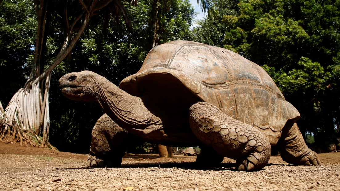 Captan a una tortuga gigante devorando un polluelo de charrán común en "la primera documentación de caza deliberada en cualquier especie de tortuga"