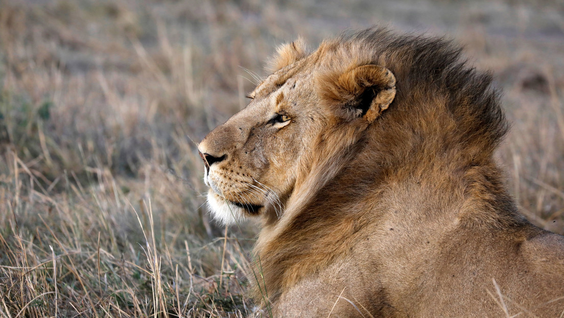 FOTO: Captan el inusual momento en que un león abraza un árbol en Kenia