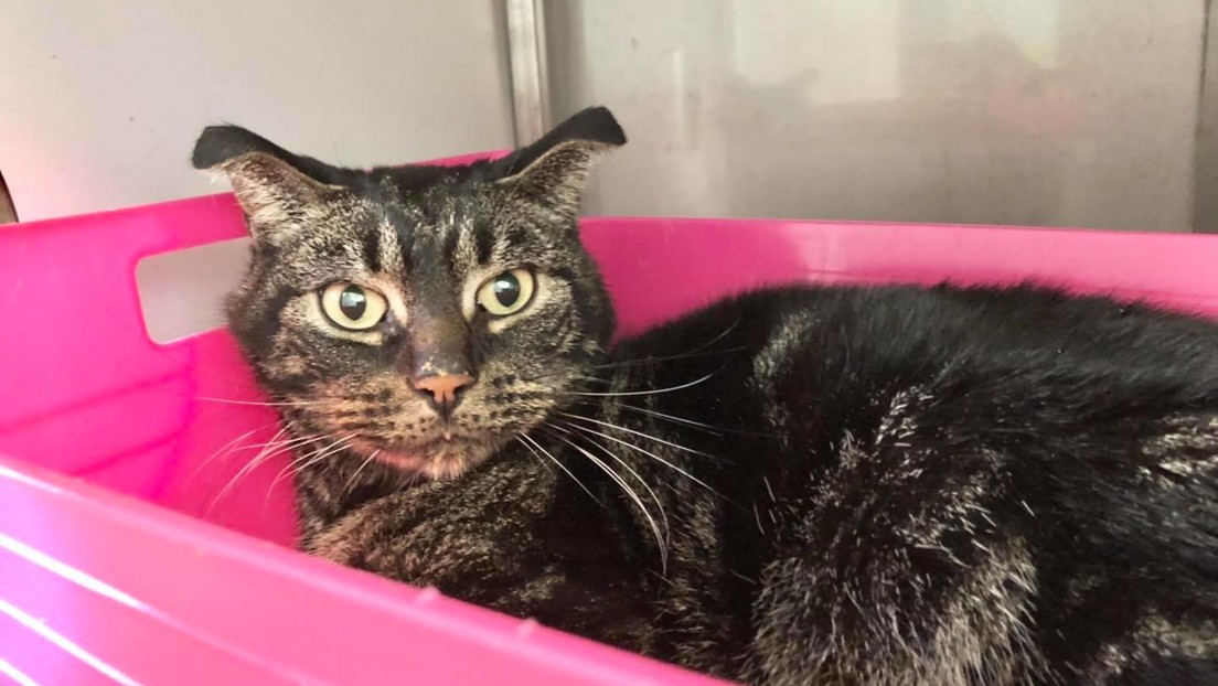 Un gato pasa 52 días encerrado en una casa sin comida y sobrevive de milagro