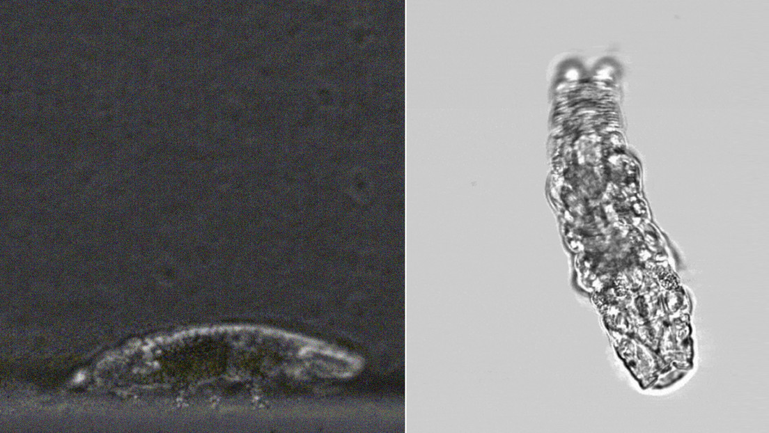 VIDEOS: Así caminan los tardígrados, los animales de ocho patas más resistentes del planeta