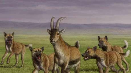 Descubren por primera vez los restos de una especie de cánido "hipercarnivoro" de hace 1,8 millones de años junto a un asentamiento de 'Homo erectus'