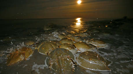 ¿Dejar en paz a los cangrejos amenazados? Su sangre azul es vital para las farmacéuticas, pero habría un sustituto